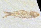 Double Knightia Fossil Fish - Wyoming #75990-2